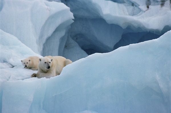 Expeditionen: polar bear spitsbergen rinie van meurs hurtigruten