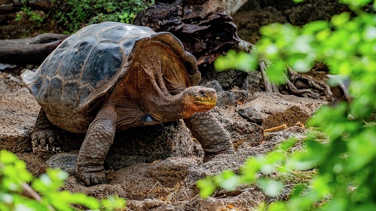 Expeditionen: schildkroete andres ballesteros hurtigruten