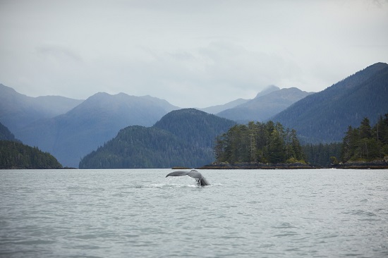 Expeditionen: sitka alaska ashton ray hansen hurtigruten