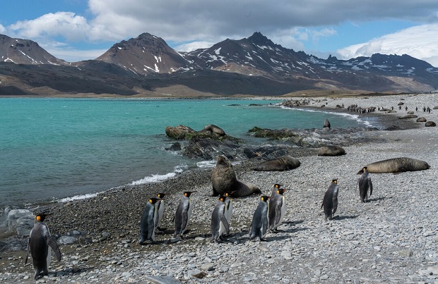 Expeditionen: south georgia yuri matisse choufour hurtigruten