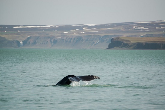 Expeditionen: whale husavik esther kokmeijer hurtigruten