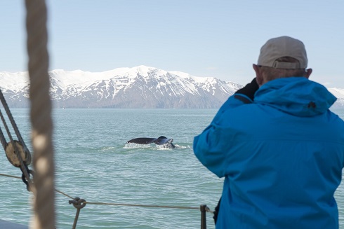 Expeditionen: whalewatching husavik esther kokmeijer hurtigruten