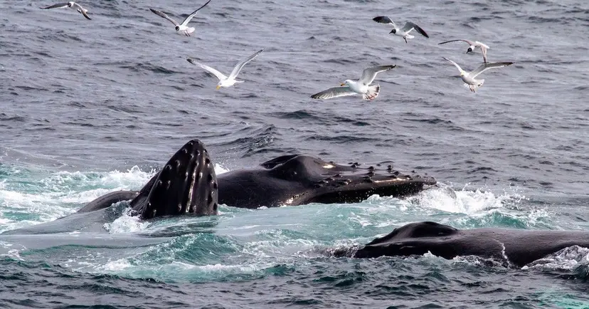 Swan Hellenic: where to find the best whale watching in the world 