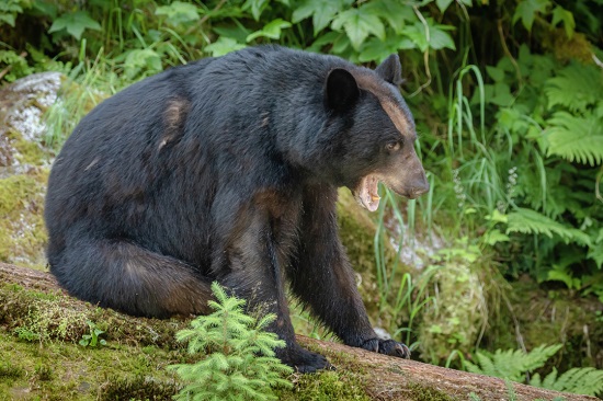 Expeditionen: wrangell alaskabaer oscar farrera hurtigruten